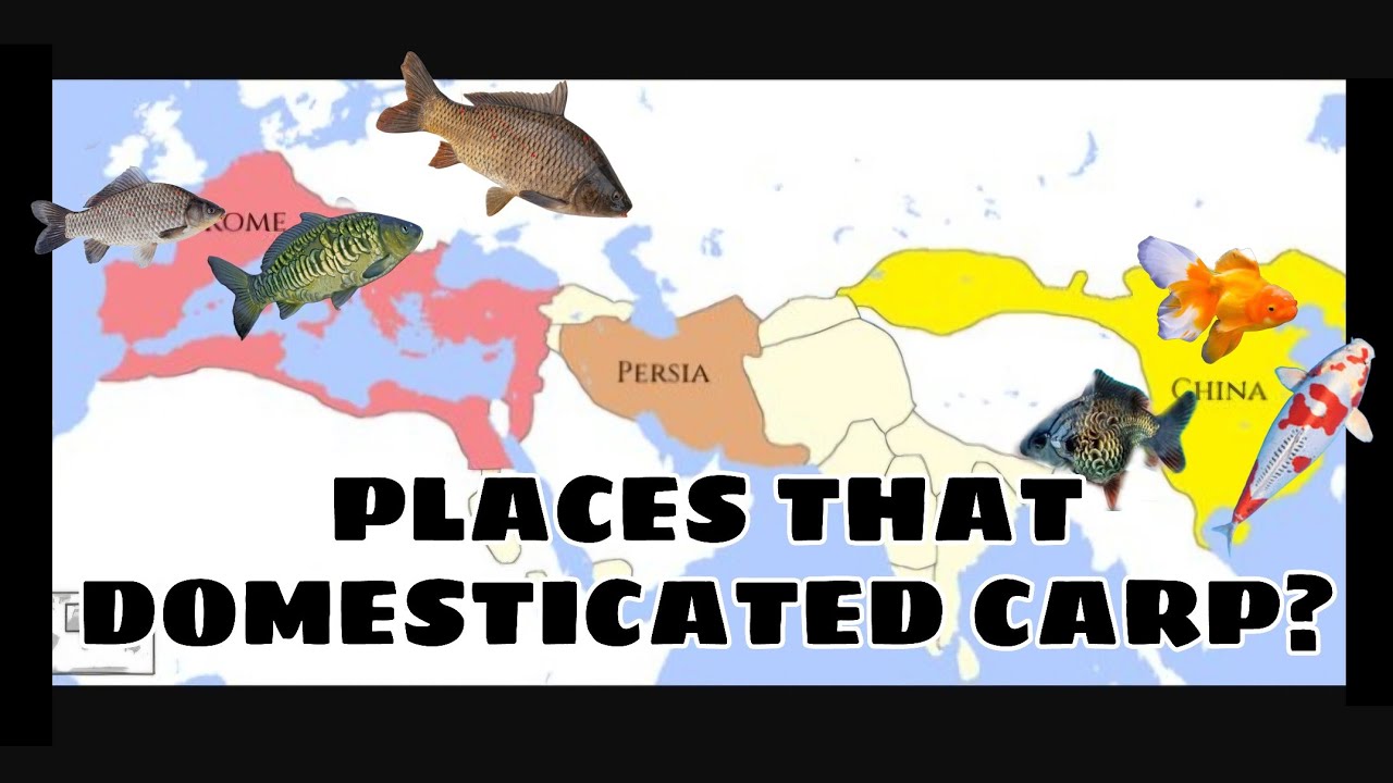 Reacts: The History of Goldfish... And Other Pointless Carp Trivia You May Find Interesting.