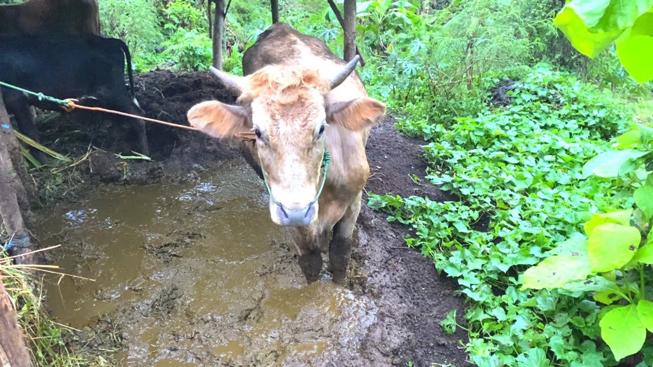 SAPI ALAS ‼️ GUNUNG KIDUL PALING UNIK EXTRIM