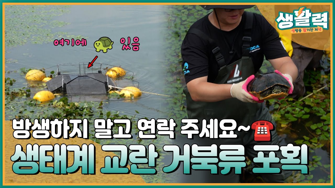 생태계 교란 그만!❌ 거북류를 잡아라 🐢 청주시 '거북류 반려동물 수거 사업' ㅣMBC충북ㅣ240821