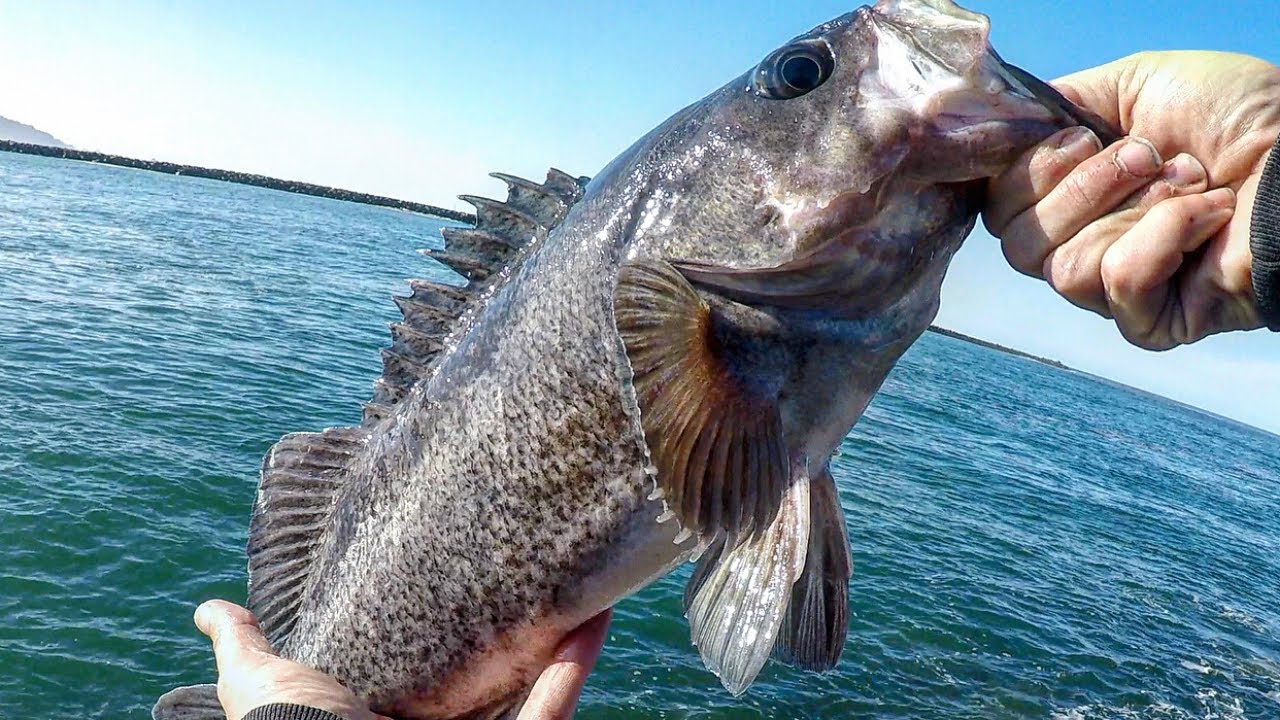 Моя идеальная оснастка для ловли каменной рыбы {BIG} RockFish Jetty Fishing ~ Рыбалка на побережь...