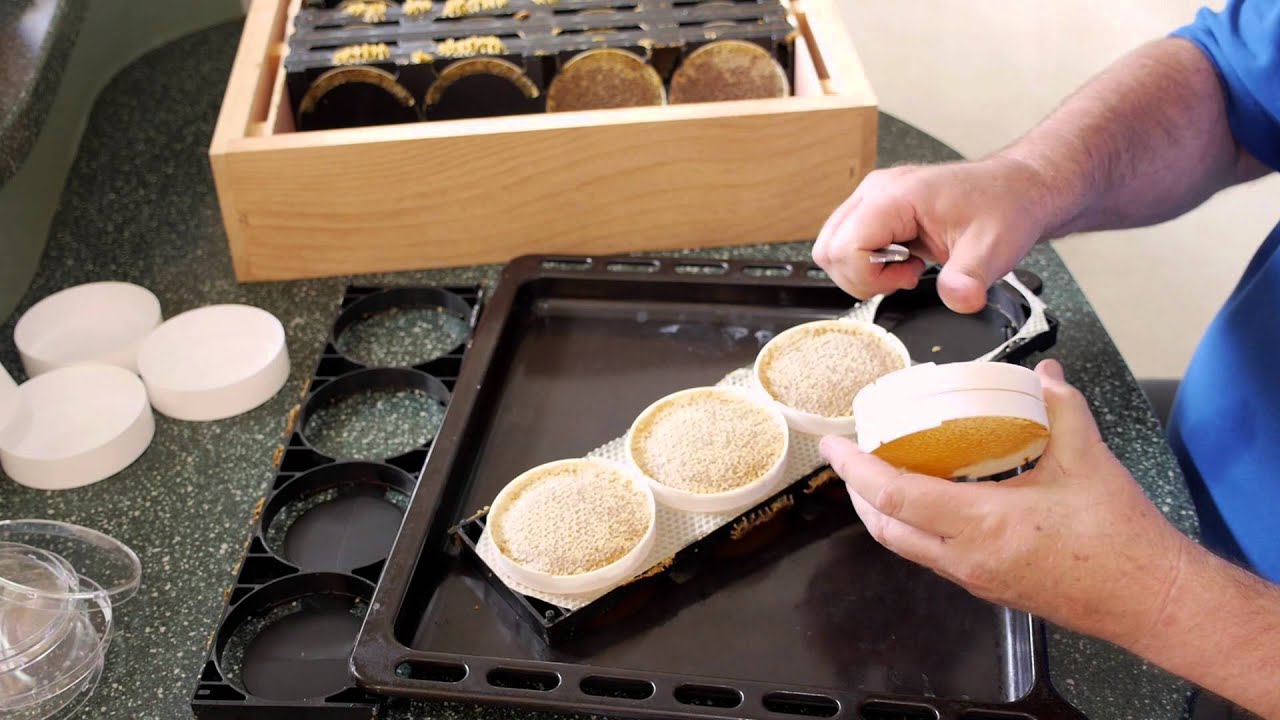Beekeeping Basics with Bruce Clow - Harvesting Comb Honey.
