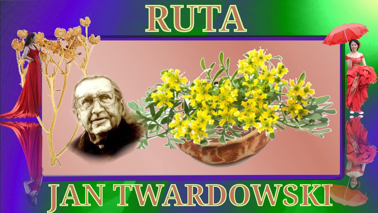Ruta zatrzymuje procesy starzenia Ruta stops the aging process 
