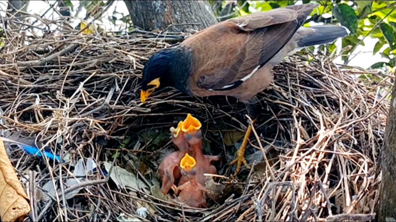 Baby birds myna demand food, mother arrives just in time