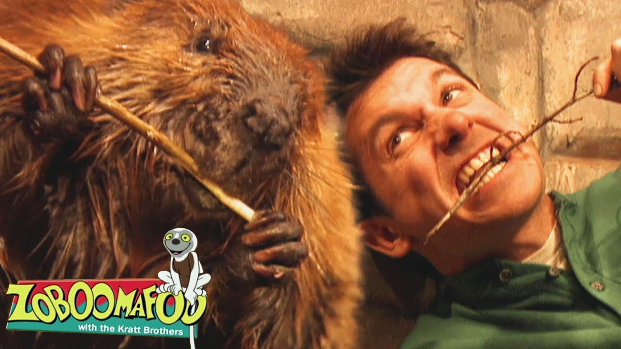Casas | Zoboomafoo Português | Episódios Completos para Crianças