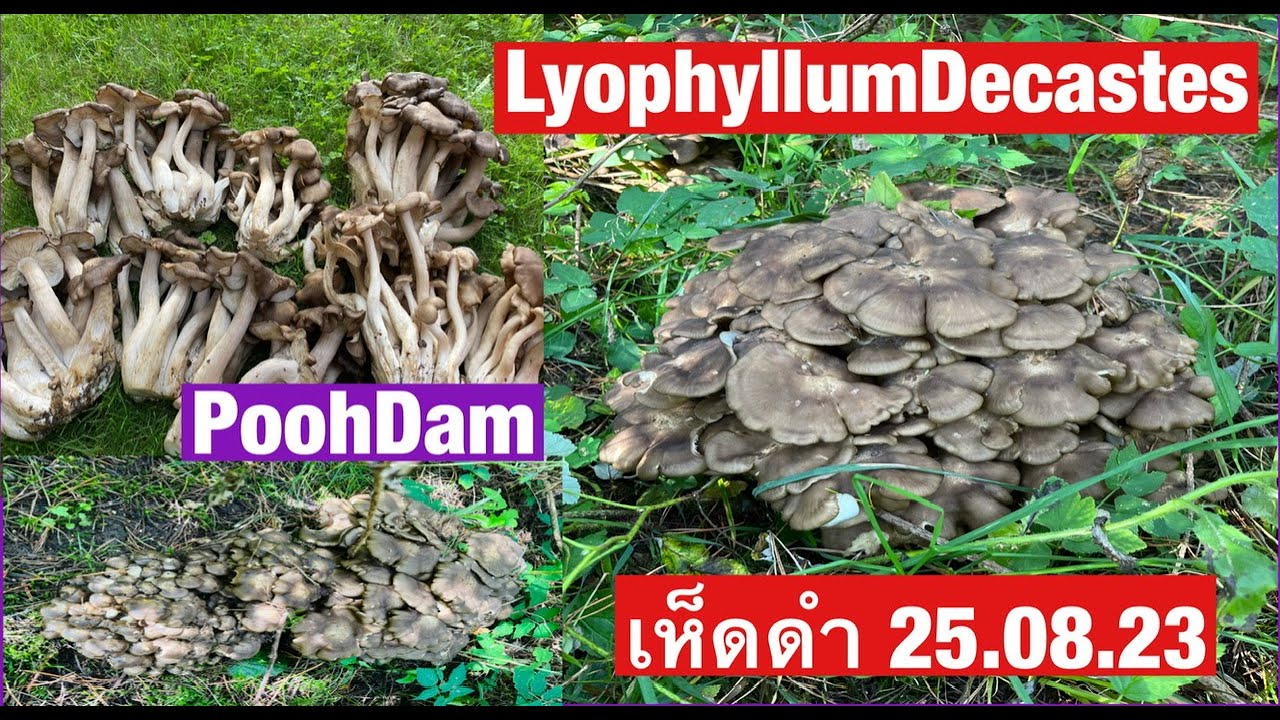 เห็ดดำ,เห็ดไก่ทอด , LyophyllumDecastes, 🇳🇴PoohDam