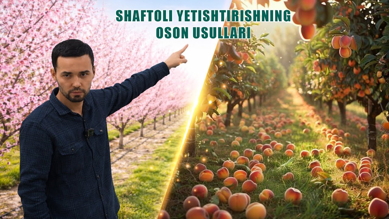 Shaftoli yetishtirishning oson usullari