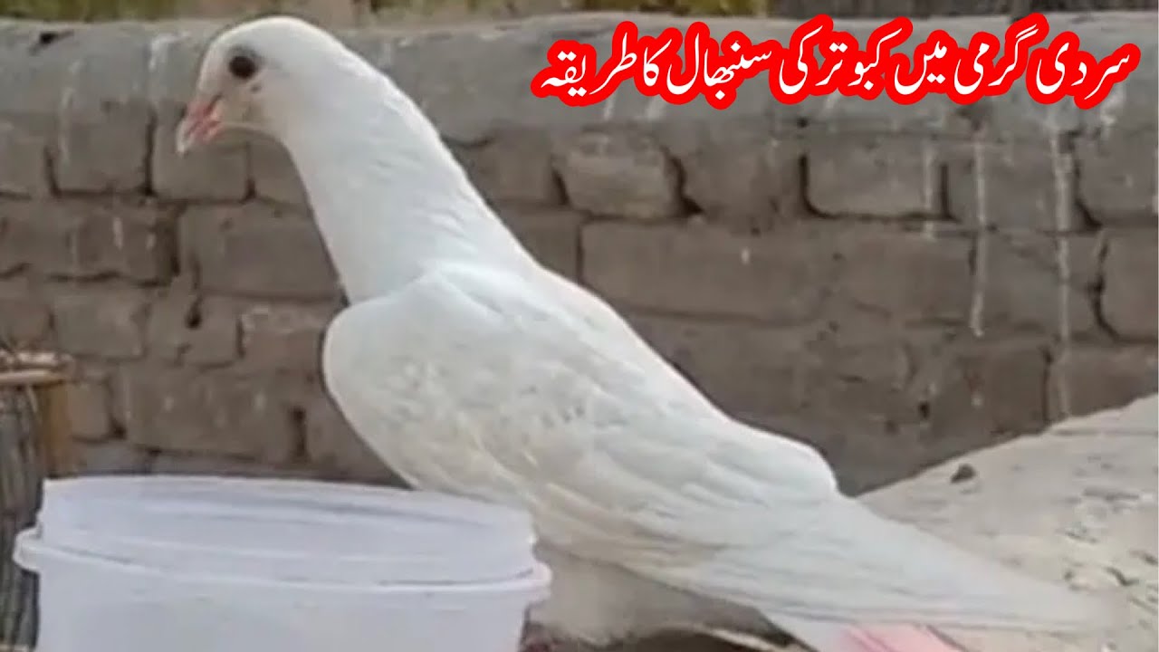 Sardi Garmi Main Kabootar Ki Sambhal Ka Tarika || Afzaal Pigeons