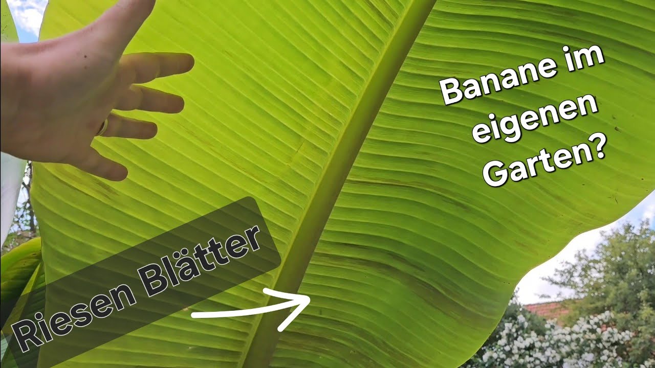 Bananenpflanze im Garten halten. Schaut euch mal die riesen Bl&auml;tter an. Pflege und Tipps Musa Basjoo