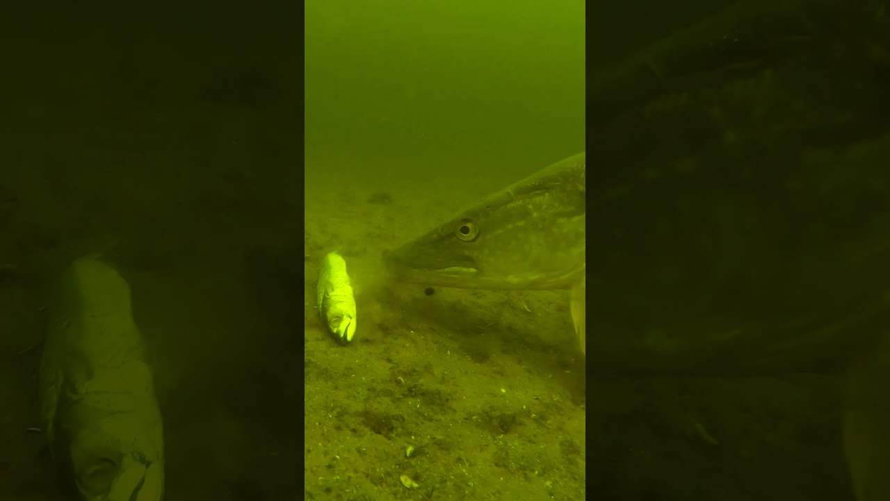 What is this pike doing?