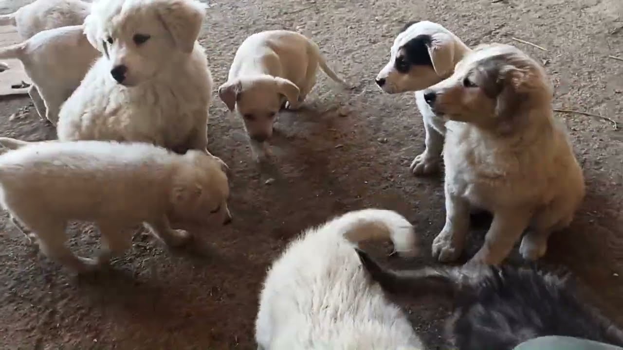 Quanti cuccioli...||