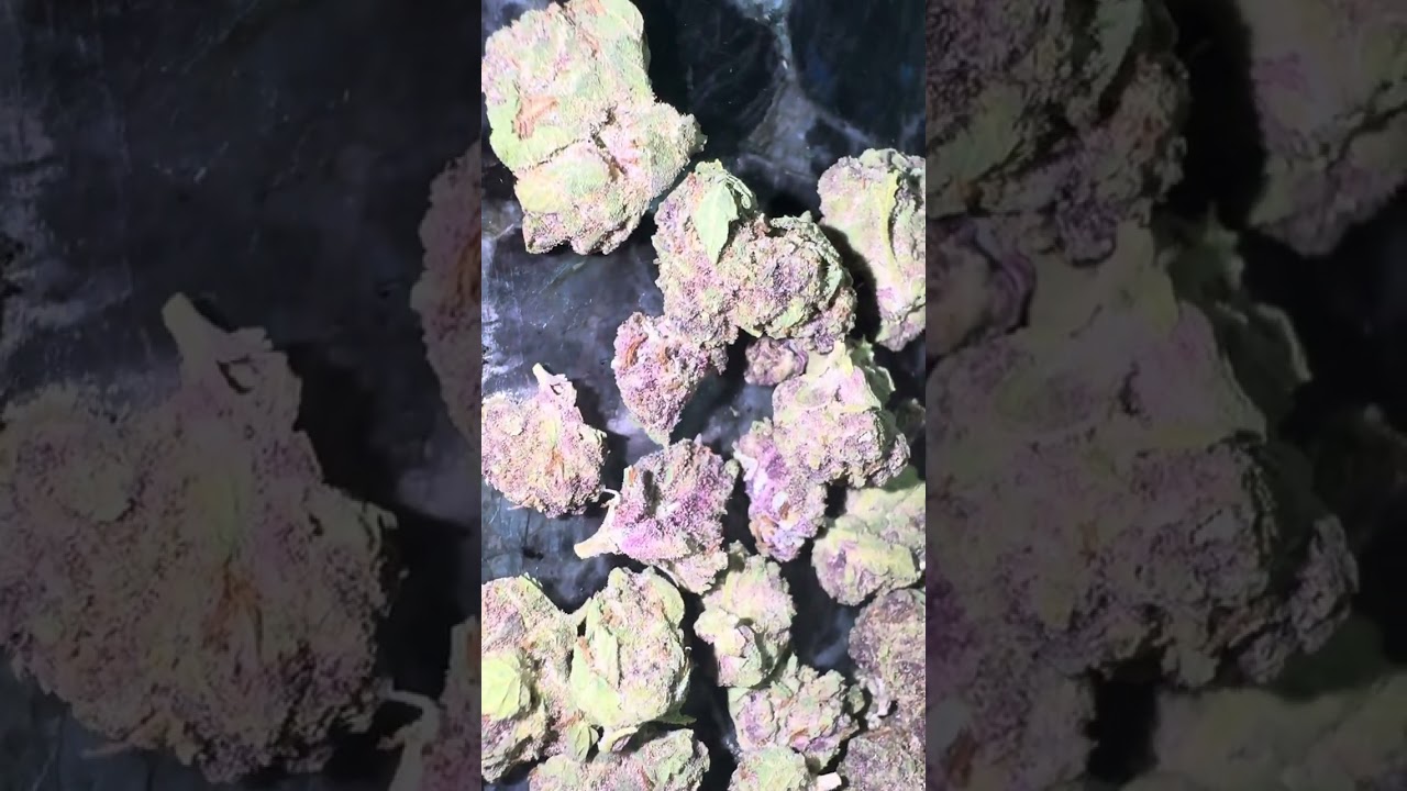 Skywalker OG THCA King Review | Potent Buds, Relaxing Vibes & Free Shipping 💨👑