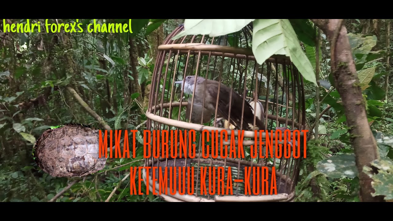 Mikat burung cucak jenggot gampang bangeet#hendriforexs