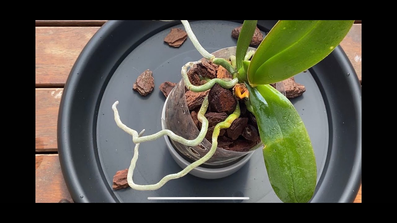 【20048】软腐病蝴蝶兰后续，聊聊蝴蝶兰飞长在外的根儿 //静姐说花255