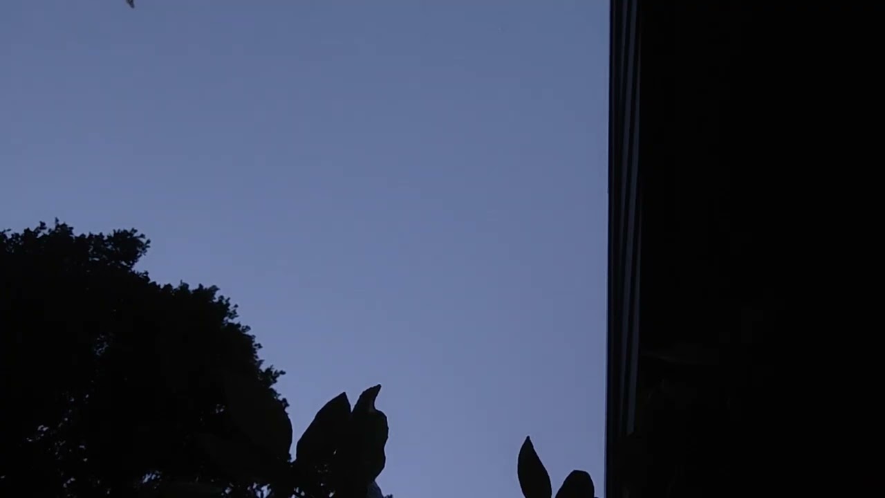 Morning birdsongs from balconyand ends with a question 