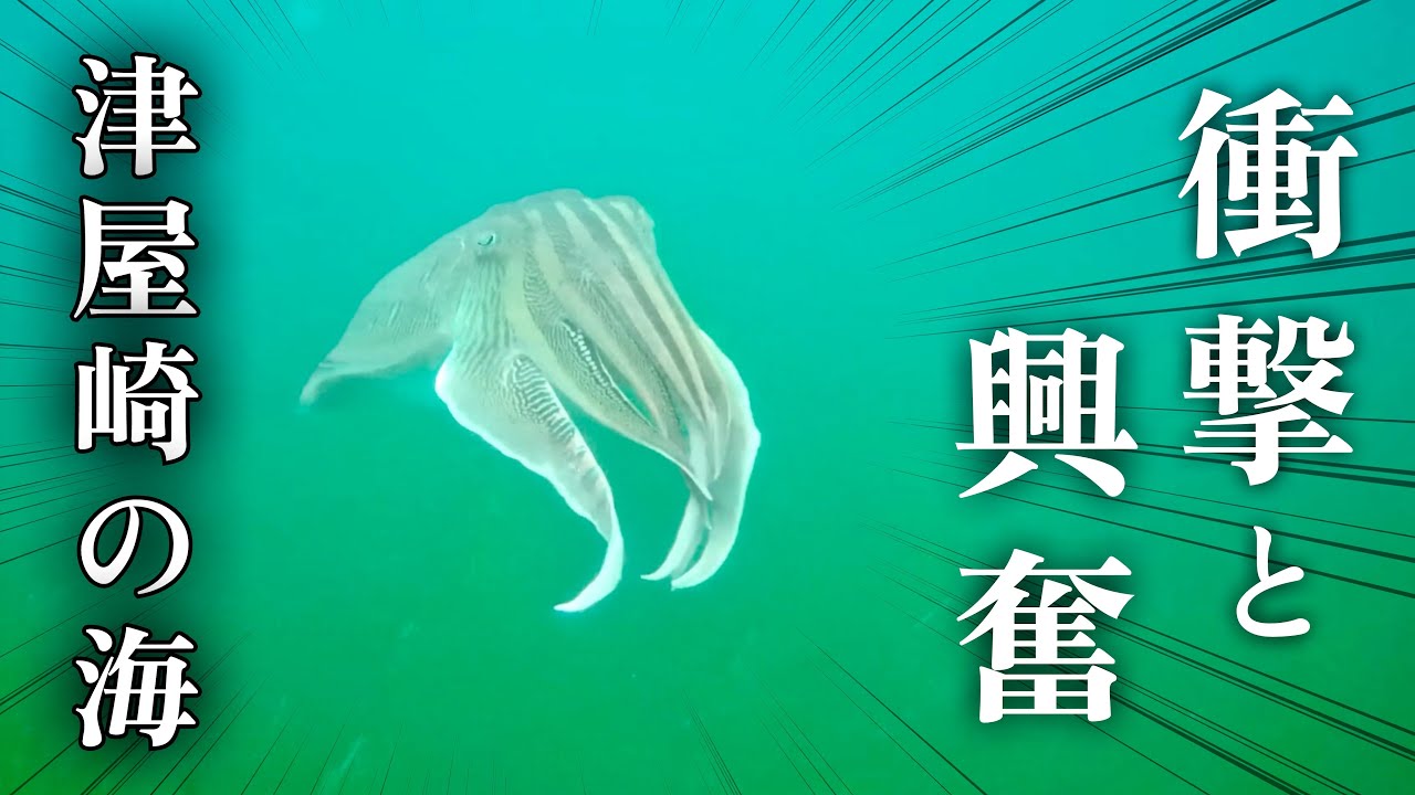 【海中映像有り・津屋崎漁港】色々起こり過ぎて最高‼︎イカに興奮！泳がせで凄い奴が釣れる！盛り沢山の津屋崎は最高の釣り場#197福岡釣部 in 福岡・糸島・佐賀・北九州・玄界灘・広島・岡山・瀬戸内海