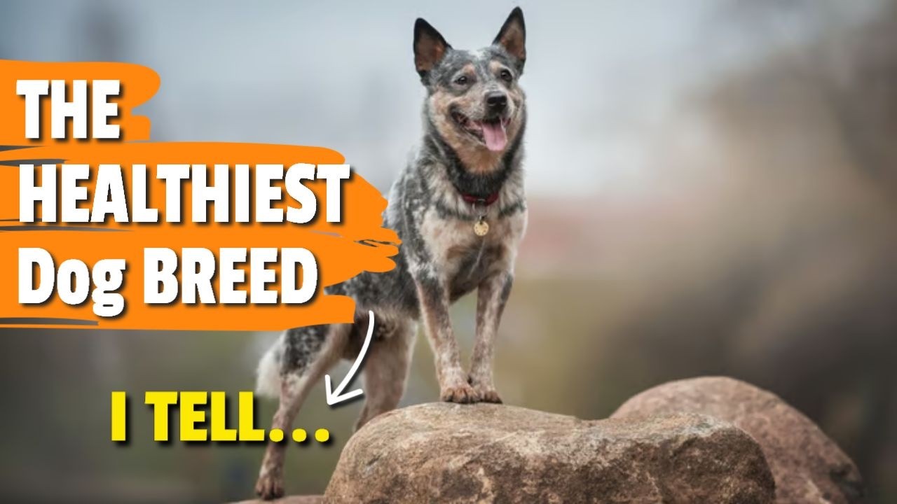 ¿WHICH Dog BREED Is The HEALTHIEST? 🐶🐕🐩