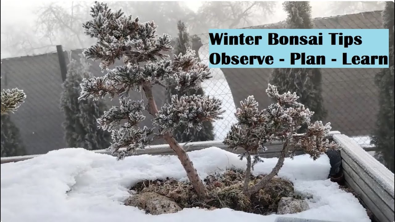 Winter Bonsai Tips: Observe, Plan & Learn