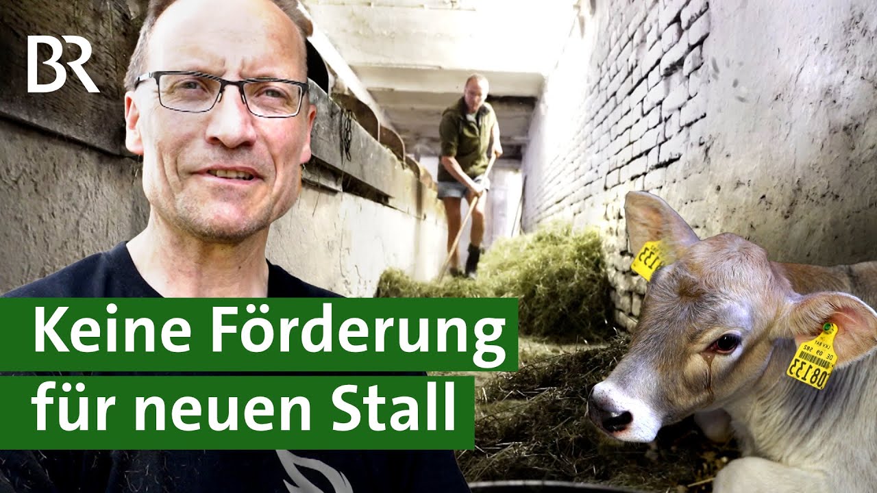 Neuer Laufstall für mehr Tierwohl: Darum bekommt Allgäuer Landwirt keine Förderung | Unser Land | BR