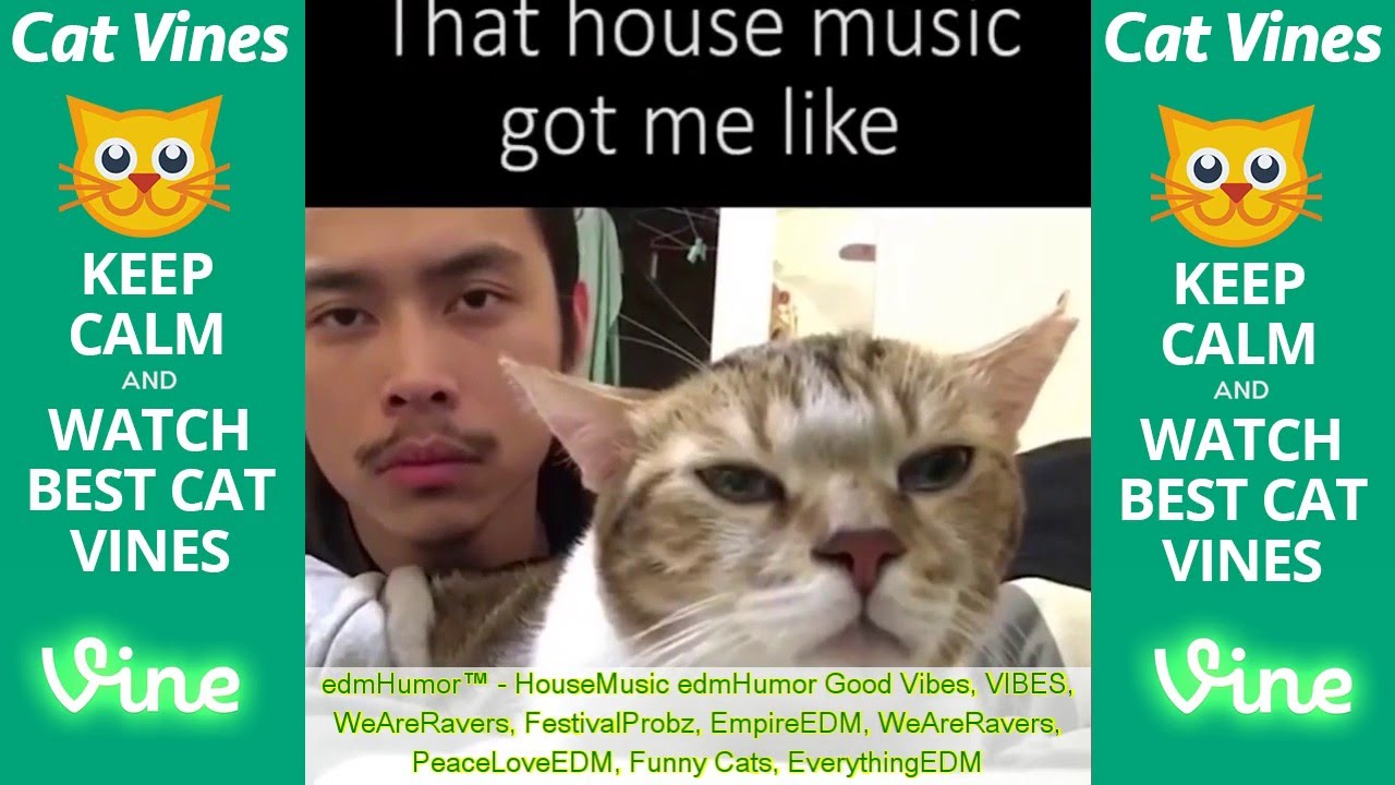 Ultimate Cat Vines Compilation #1 - April 2016