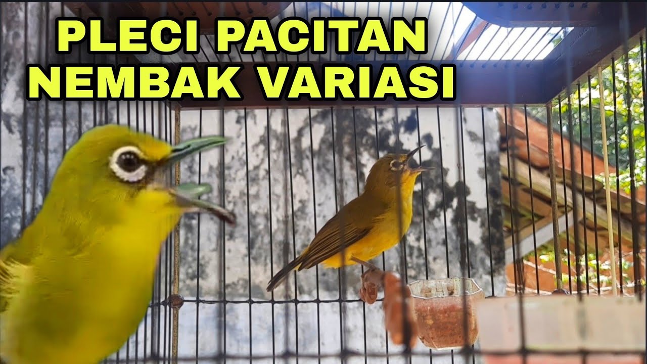 MASTERAN PLECI PACITAN NEMBAK VARIASI ZIPPER, WITWIT, KENARI, BREN CIBLEK