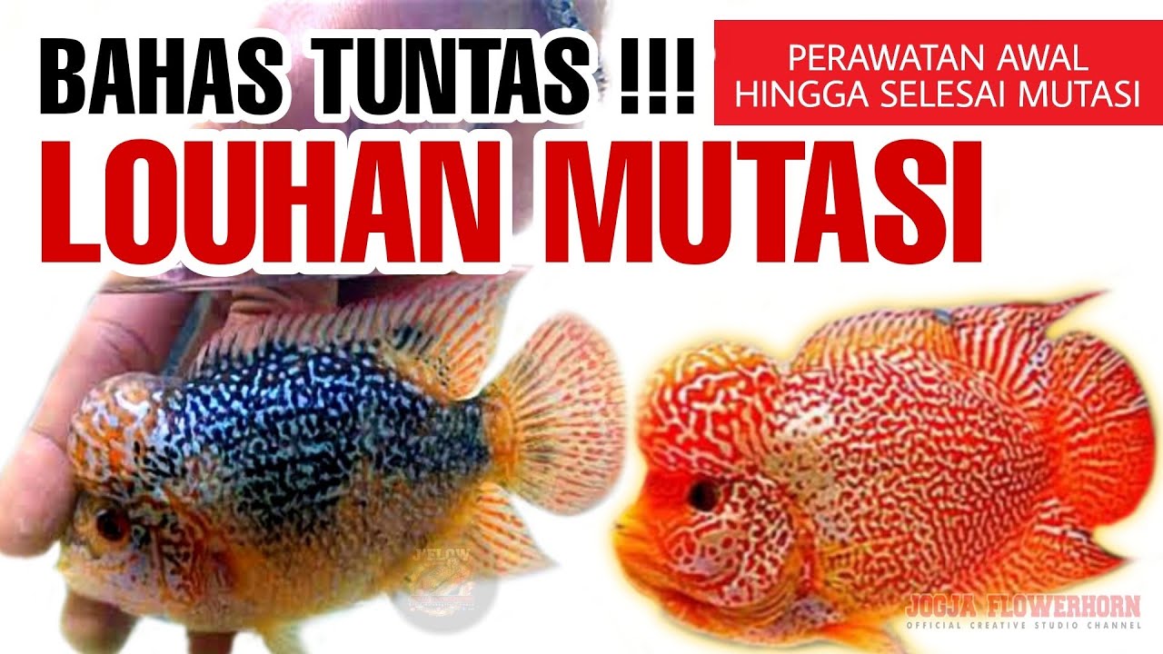 BAHAS TUNTAS ‼️ LOUHAN GB MUTASI‼️