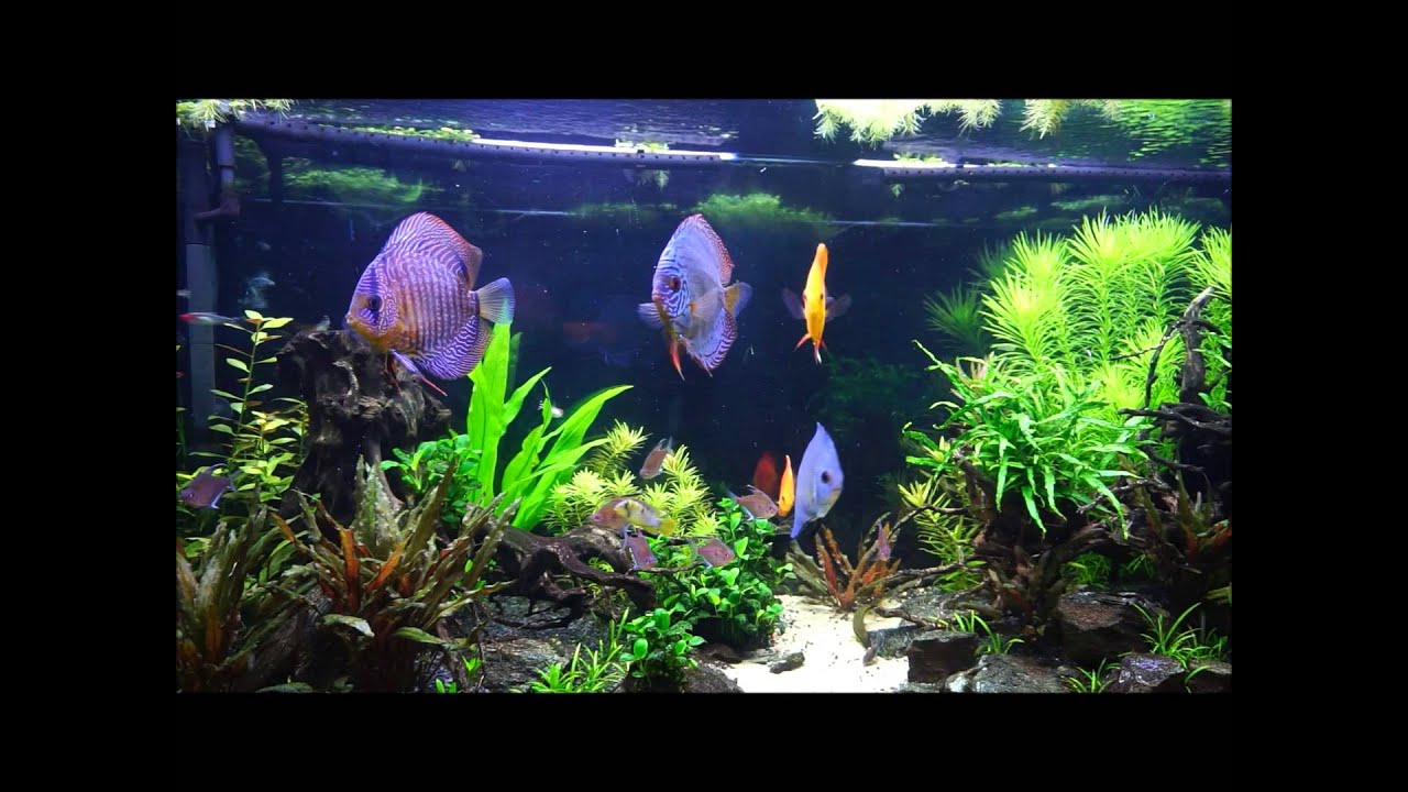 450L Discus planted tank update (April 2015)