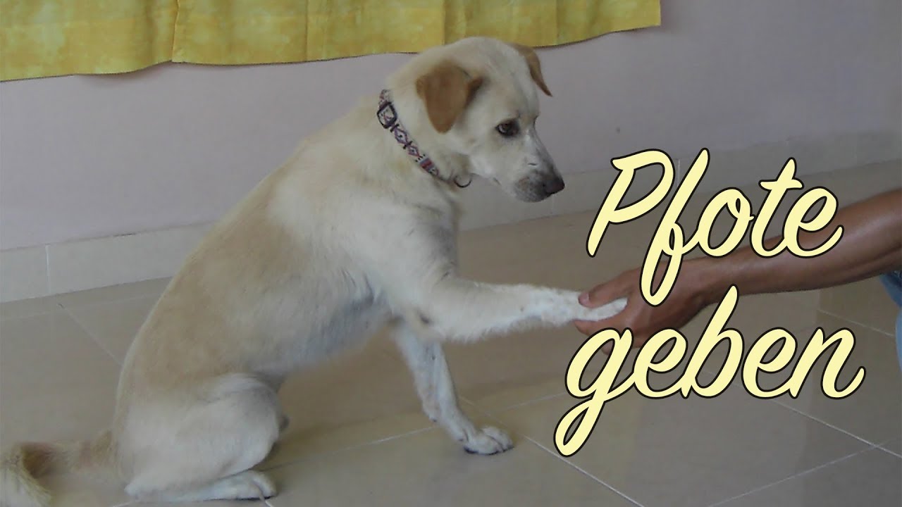 Hundetraining ⏩Pfote geben beibringen, kinderleicht in nur 3 Schritten