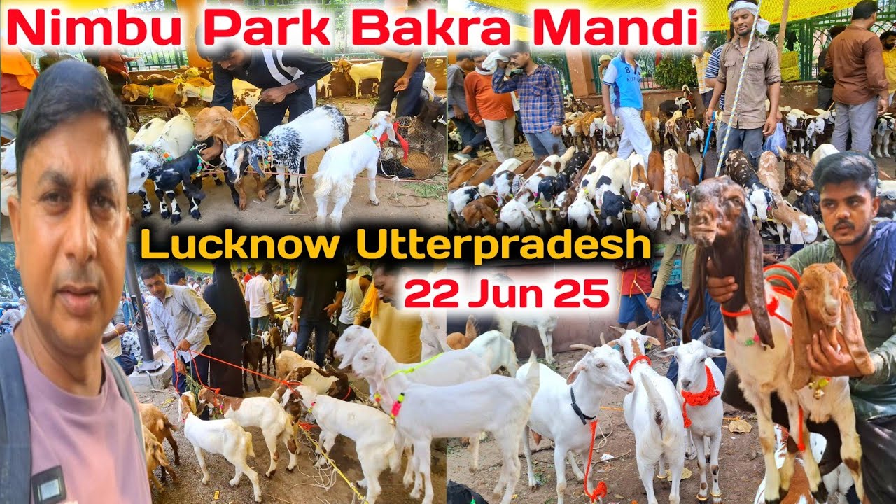नींबु पार्क बकरा मंडी पालने वाले बच्चे ₹2000 से शुरू |22/06/25 |Nimbu Park Bakra mandi Lucknow