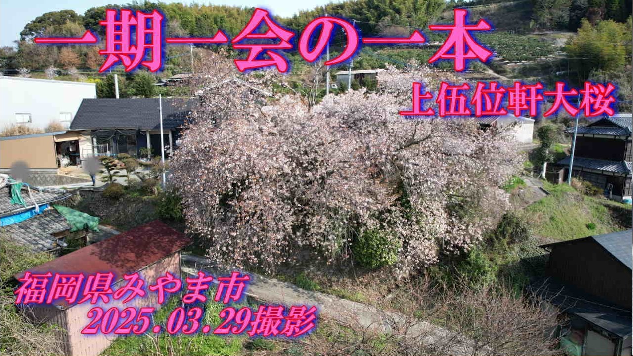 「一期一会の一本」　みやま市平家五大山桜シリーズ4　上伍位軒大桜　2025.03.29撮影