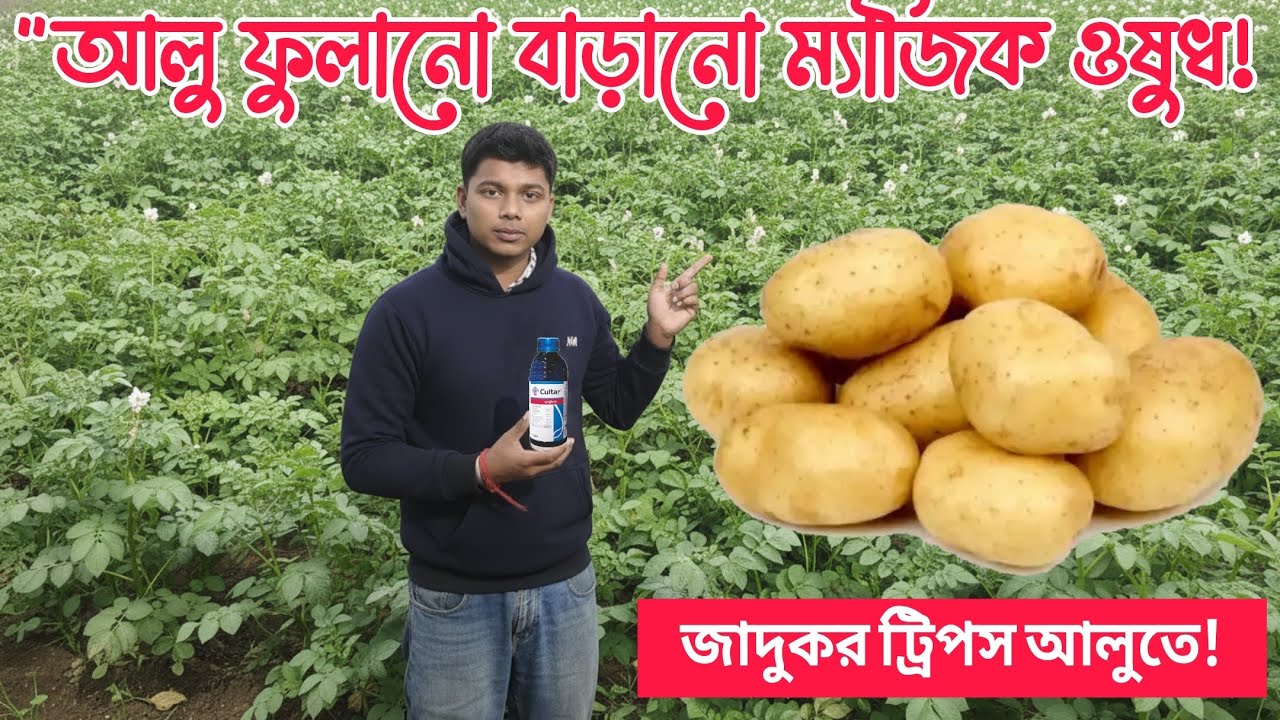 আলুর বড় করার ও ফলন বাড়ানোর ম্যাজিক ওষুধ। আলুর প্রথম থেকে শেষ পর্যায়ে ওষুধ এবার ।। দারুন ফলন হবে