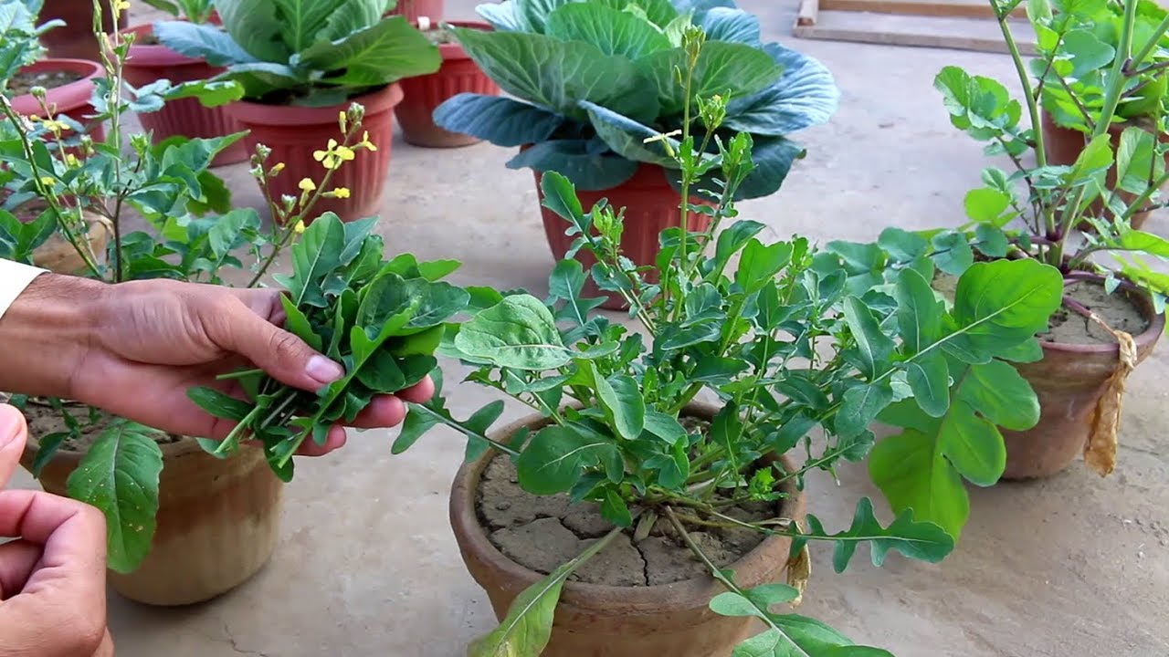Gumlon mein rocket herb plants | Growing and care - Urdu/Hindi