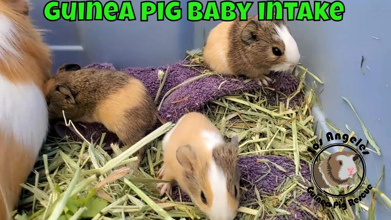 Guinea Pig Mum and her Babies Surrender Intake