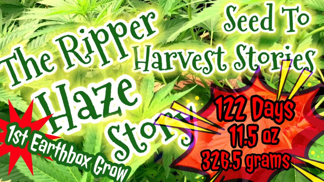The RIPPER HAZE Story - Harvest With Me - Seed to Harvest Stories