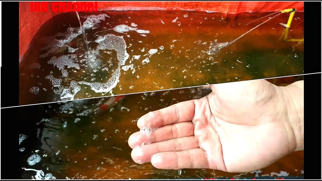 Cara mencegah agar ikan tidak mati dan cara mengatasi busa pada permukaan kolam.