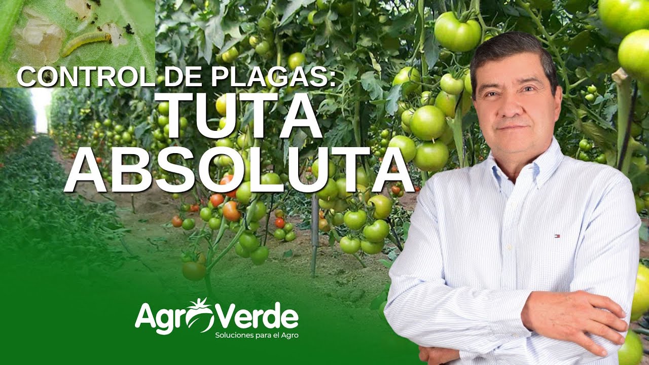 COMO CULTIVAR TOMATES CON EXITO | CONTROL DE PLAGAS | TUTA ABSOLUTA