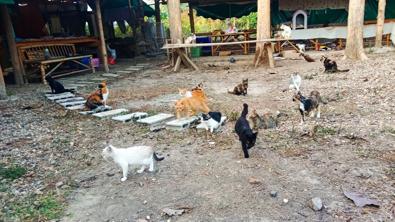 หลังอาหารเย็นก็มาพบกันเช่นเคยอีกแล้ว แมวเต่ากระต่ายไก่ เด็กวัดโป่งชัย แจ้ห่ม ลำปาง