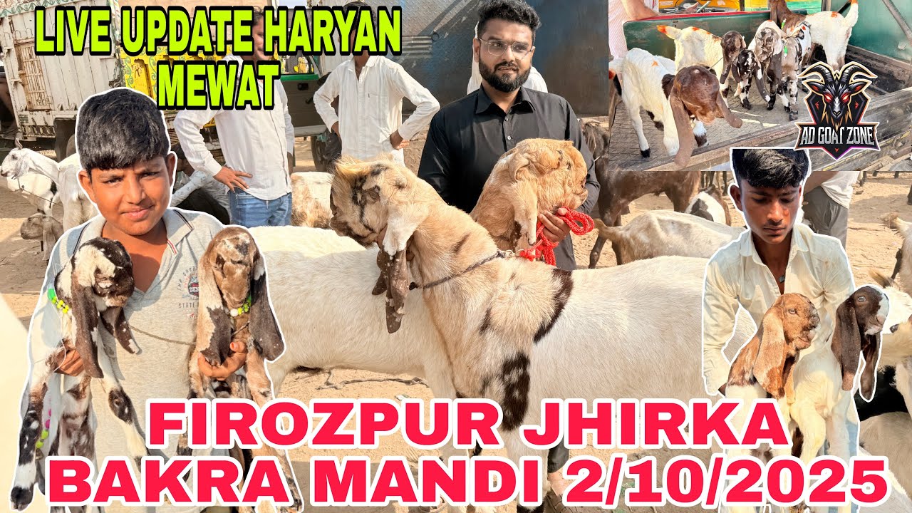 FIROZPUR हरियाणा मेवात बकरा मंडी 2/10/2025 #viralvideo #firozpurbakramandi #balaheribakramandi 