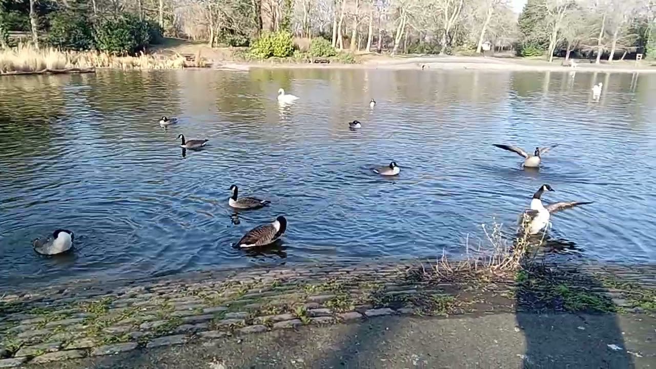 Flapping About At Leazes Park Lake,Newcastle