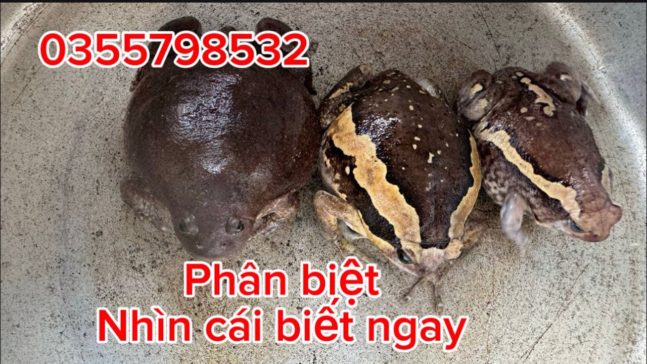 Phân biệt các loại ẾCH ÒN và ỄNH ƯƠNG cho người chưa biết , Mùa Ếch Òn đặc sản