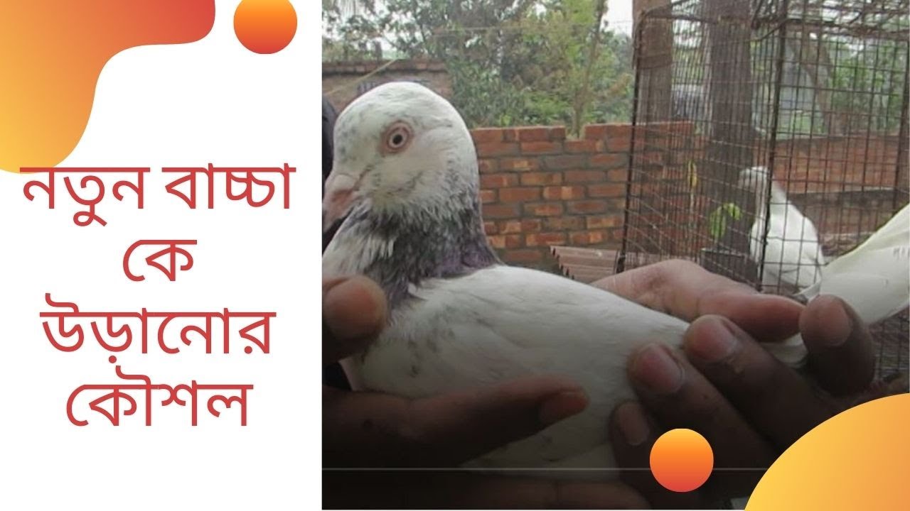 High flying pigeon baby Training | How to training new pigeon for flying