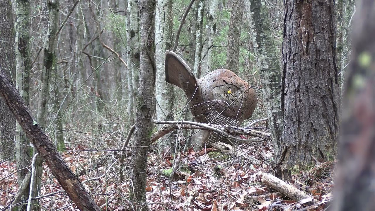 Соревнования клуба традиционной стрельбы из лука Северной Джорджии, январь 2026 года.