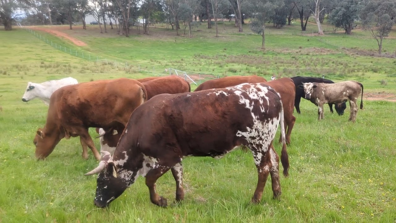 Heifer mob at the new farm
