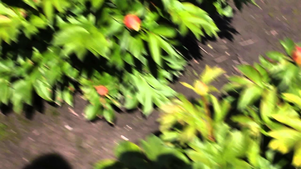 Shining Light | R2 Flowers BV | Peonies