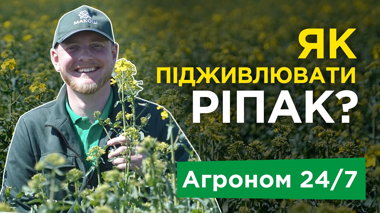 Як підживлювати ріпак? Навіщо вносити Бор по ріпаку? Добрива. Агроном 24/7