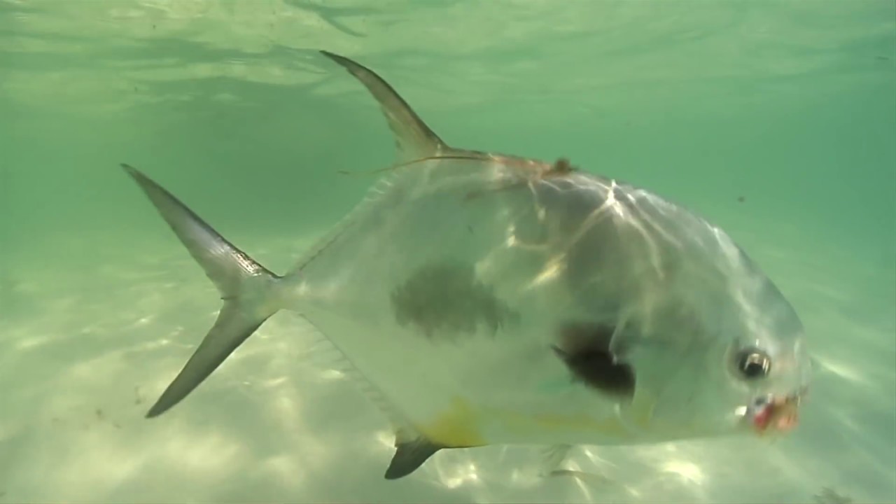 Fly Fishing for Permit - Tying a Permit Fly - Jose Wejebe / Spanishflytv
