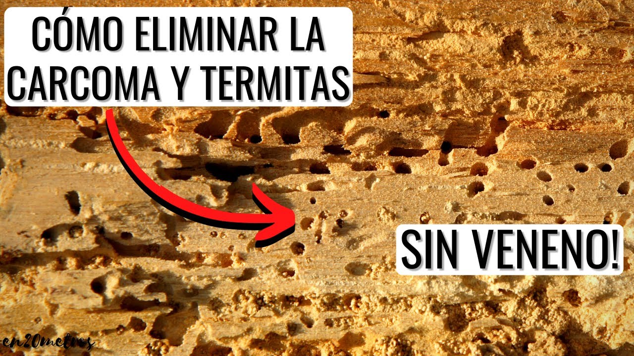 Cómo acabar con la CARCOMA, COMEJÉN, POLILLA o TERMITAS en la madera: SIN VENENOS || en20metros