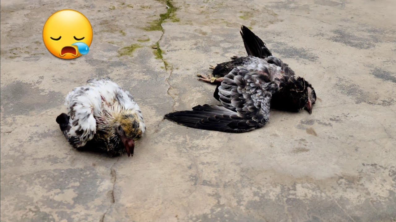 Pigeon Care in COLD Weather