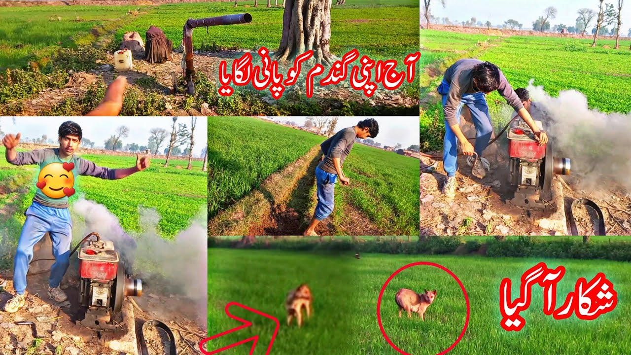 Raat Ko Khet Mein Rahna Para || Khet Mein Shikar A Gaya 🐗