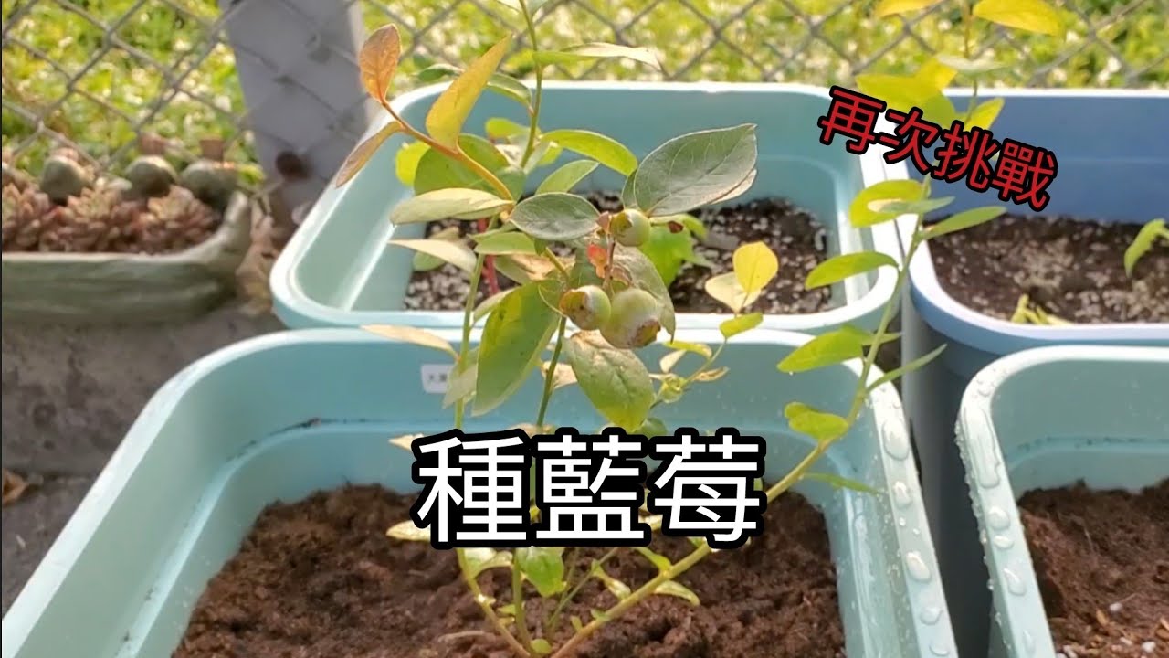 藍莓種植-台灣平地種藍莓，配土是重點Part 2 再次挑戰從苗開始（詳細資訊在說明欄）