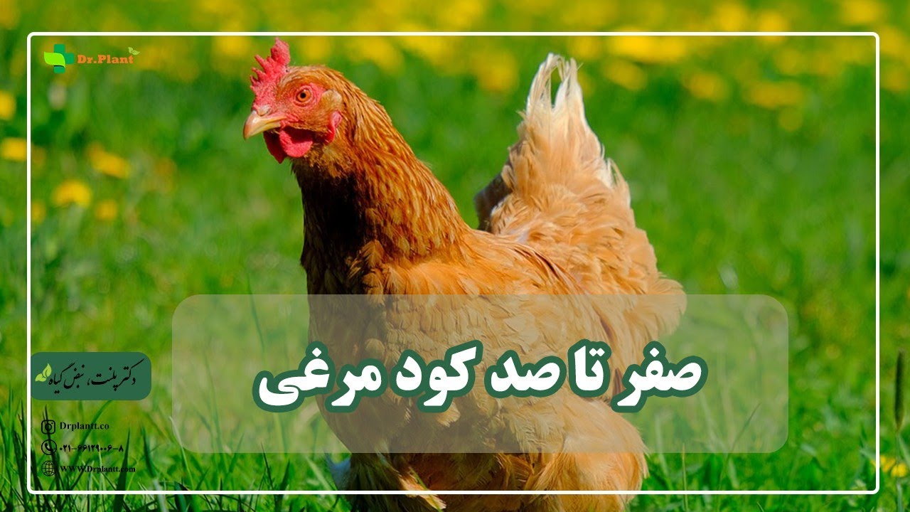 صفر تا صد کود مرغی